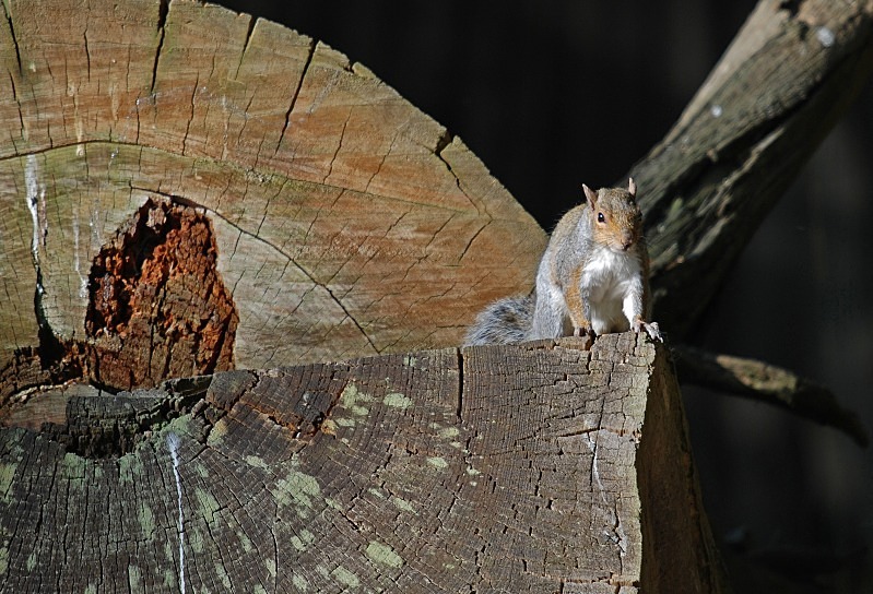 Grey Squirrel - Grey Squirrels