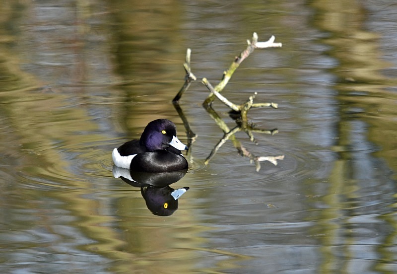 Tufted Duck - Diving ducks
