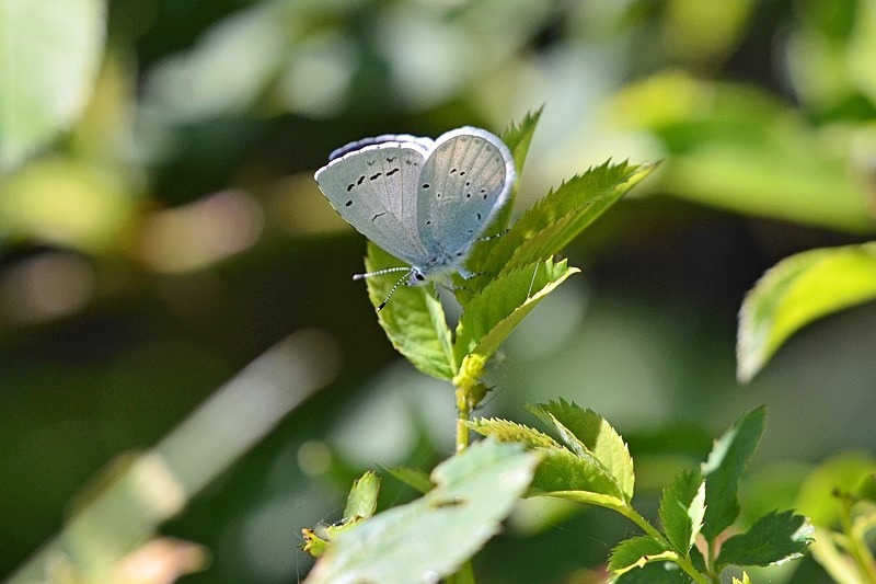 Holly Blue - Butterflies