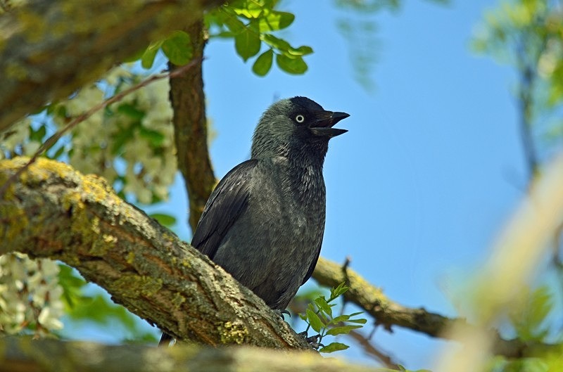 Jackdaw - Hungary
