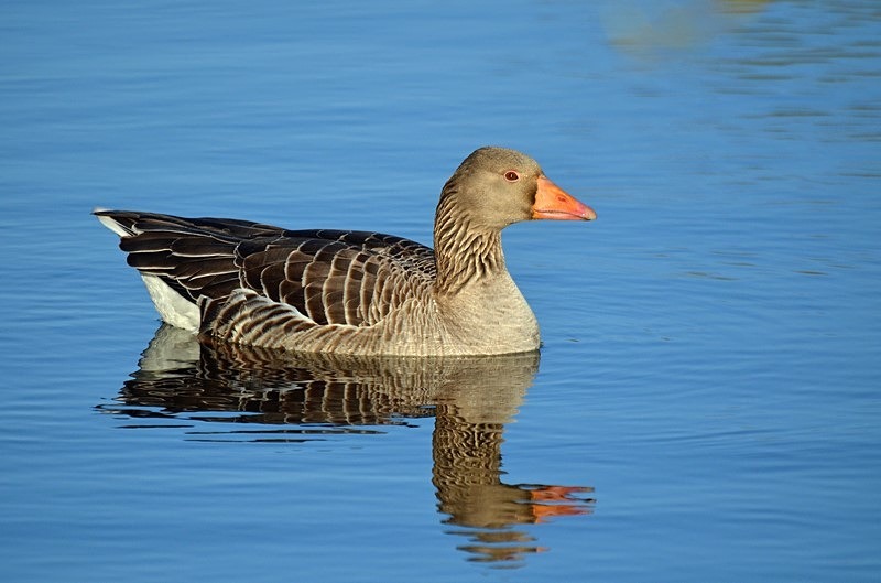 Greylag Goose - Grey geese