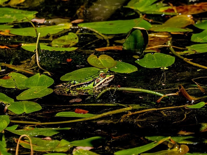 Edible Frog - Frogs and toads