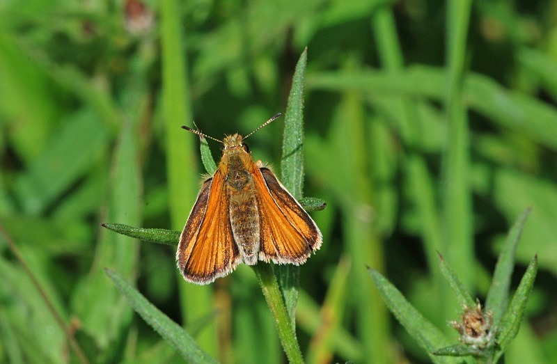 Large Skipper - Butterflies