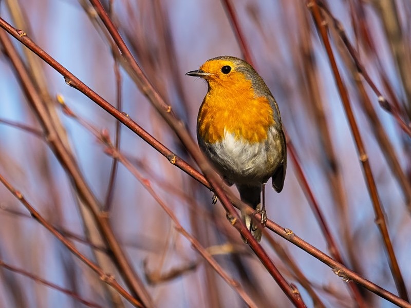 Robin - Robins