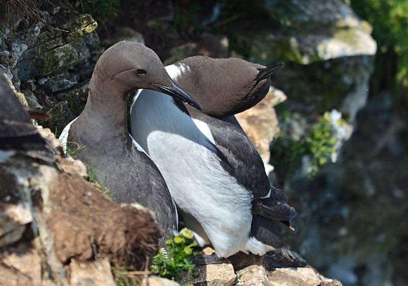 Common Guillemots - Auks