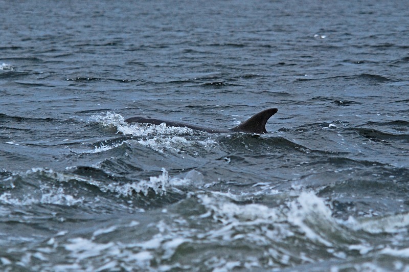 Bottlenose Dolphin - Whales and dolphins