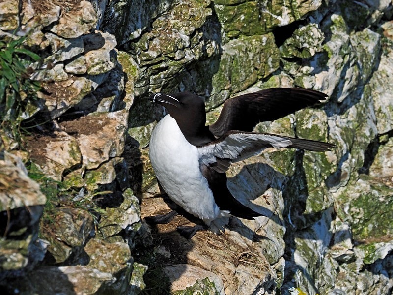 Razorbill - Auks
