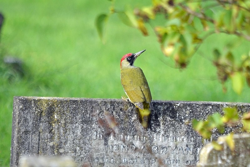 October 2020 - Green Woodpecker - Photos of the month