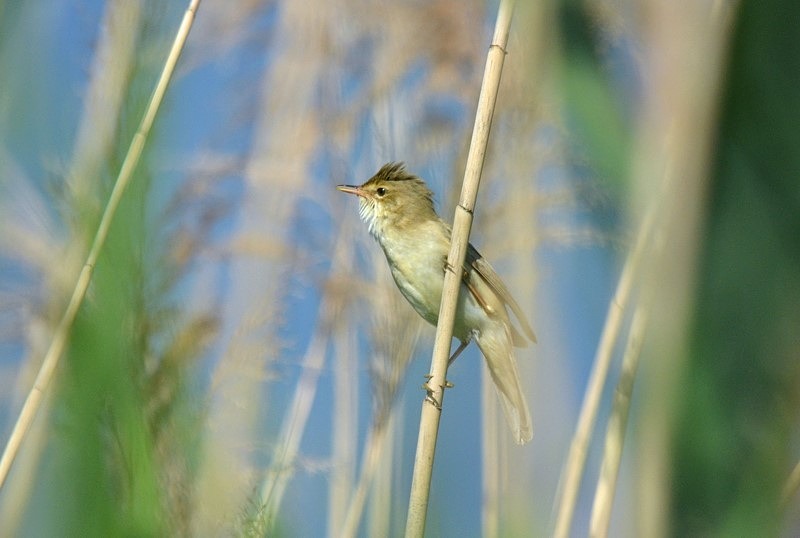 Eastern Olivaceous Warbler