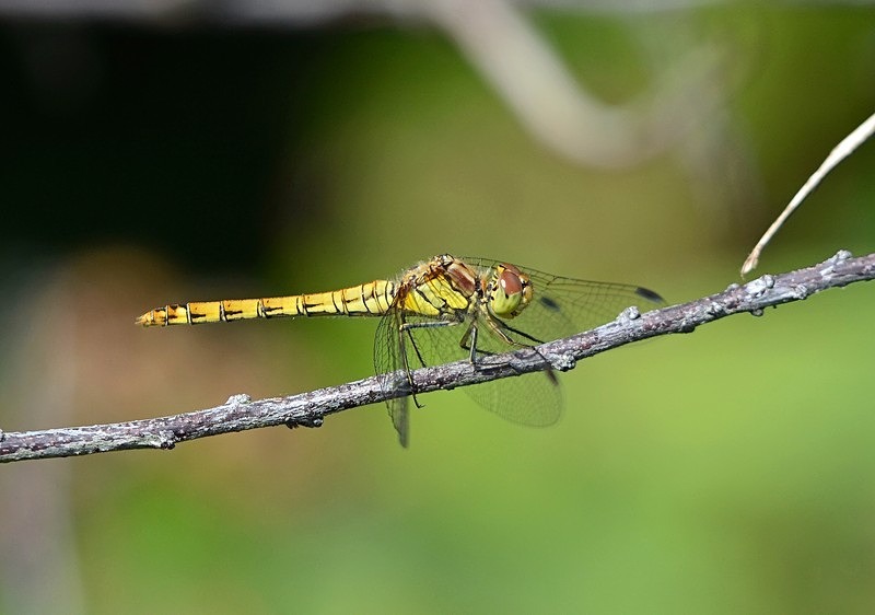 Ruddy Darter - Dragonflies and damselflies