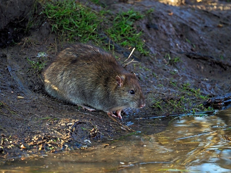 Brown Rat - Other mammals