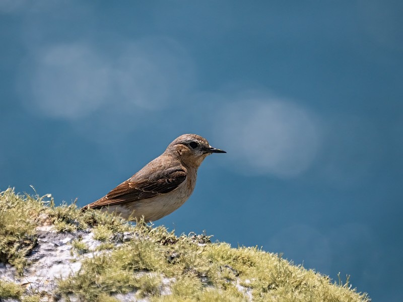 Northern Wheatear - Chats