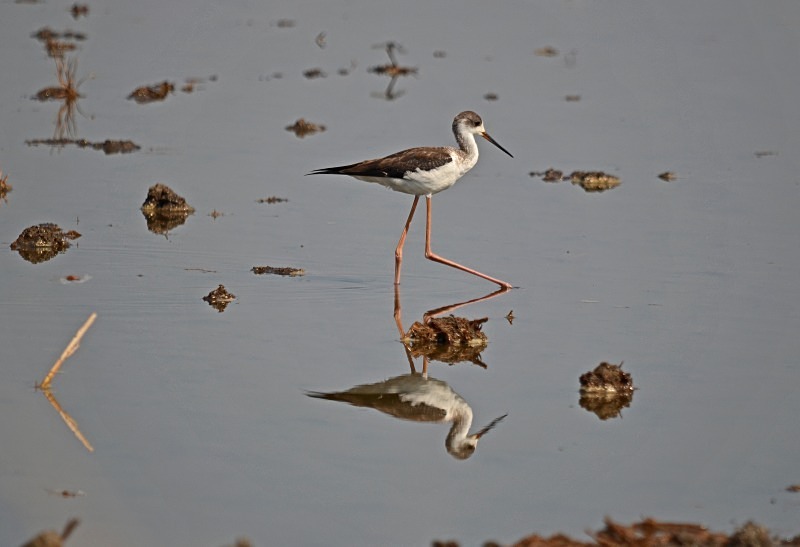 Black-winged Stilt - South Spain - September 2013