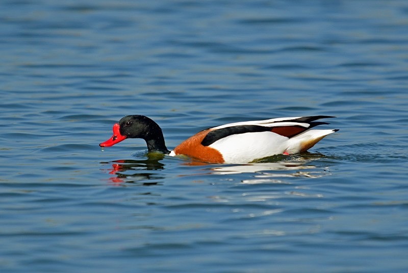 Shelduck - Shelducks