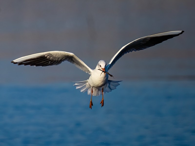 Black-headed Gull - Gulls