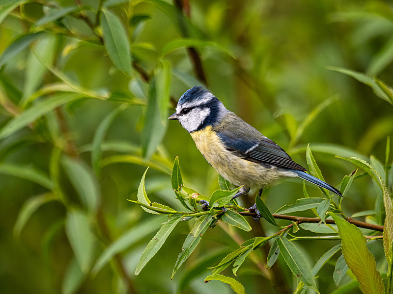 Blue Tit - Latest photos