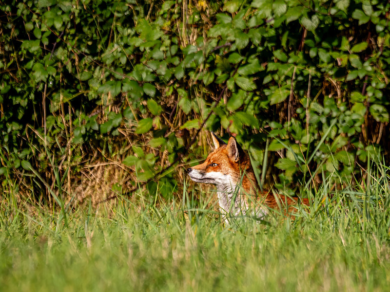 Red Fox - Latest photos