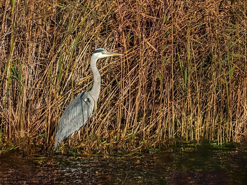 Grey Heron - Latest photos