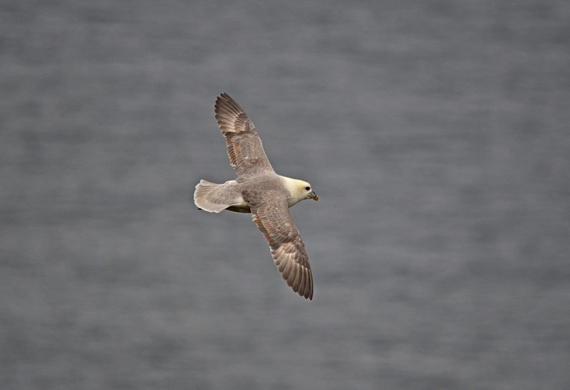 Fulmar - Fulmars
