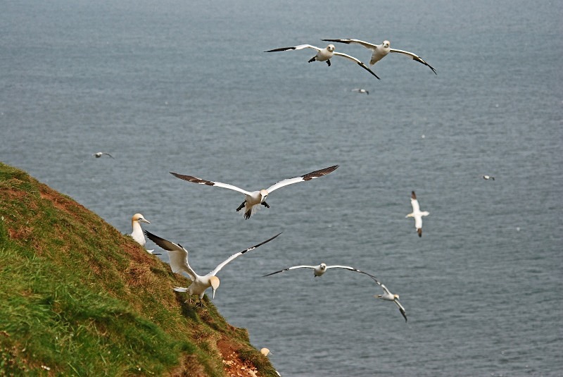 Gannets - Gannets
