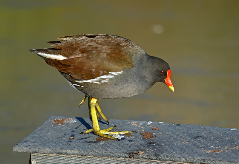 Moorhen - Crakes and rails
