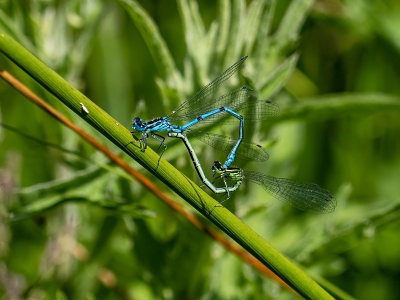 Common Blue Damselfly - Dragonflies and damselflies