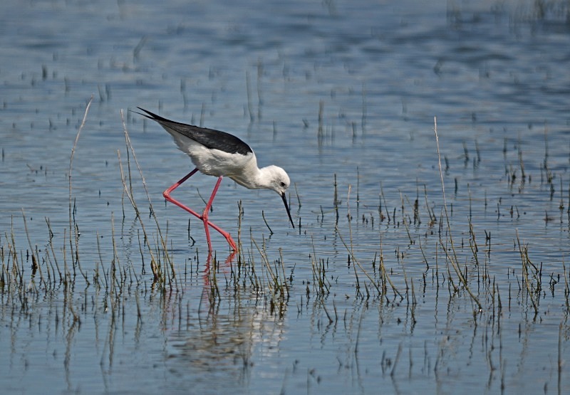 Black-winged Stilt - South and west Spain - April and May 2012