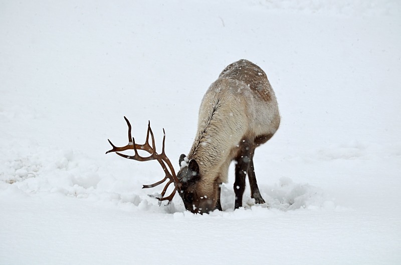 Reindeer - North Norway - March 2012