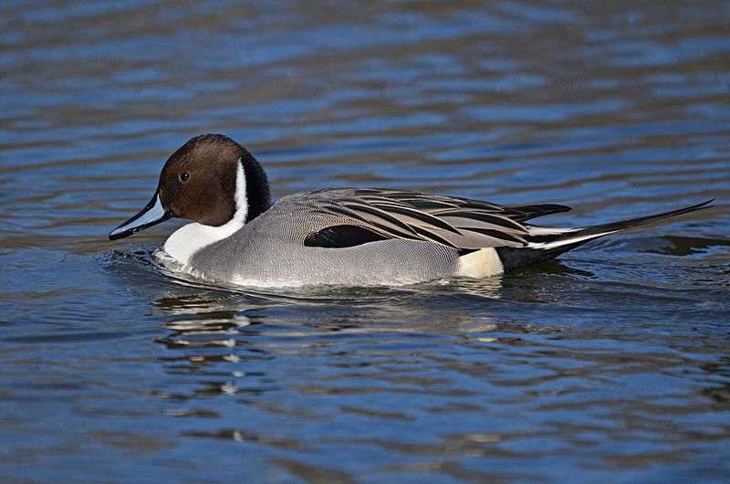 Pintail - Dabbling ducks