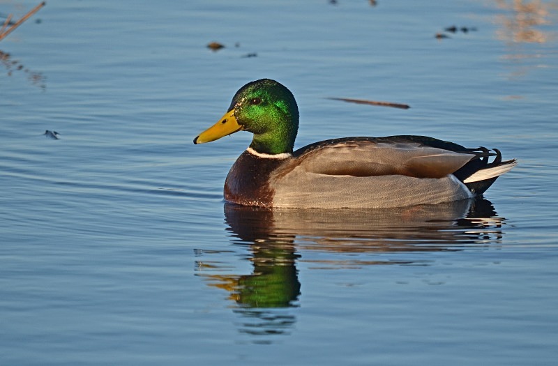 Mallard - Dabbling ducks