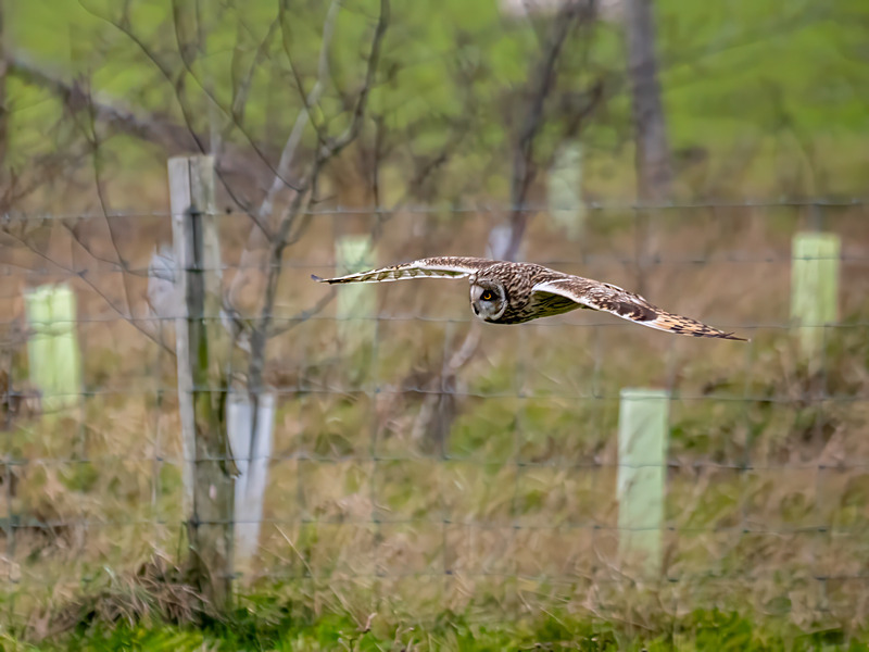 Short-eared Owl - Latest photos