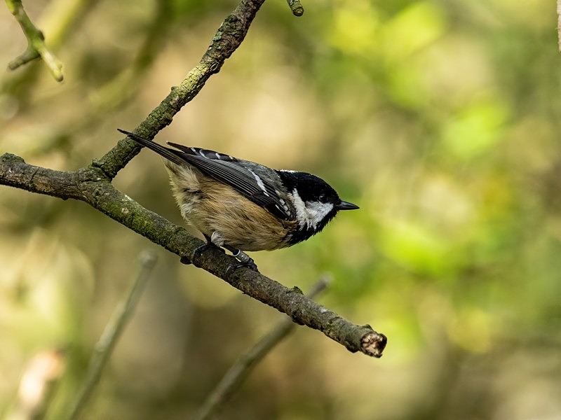 Coal Tit - Tits