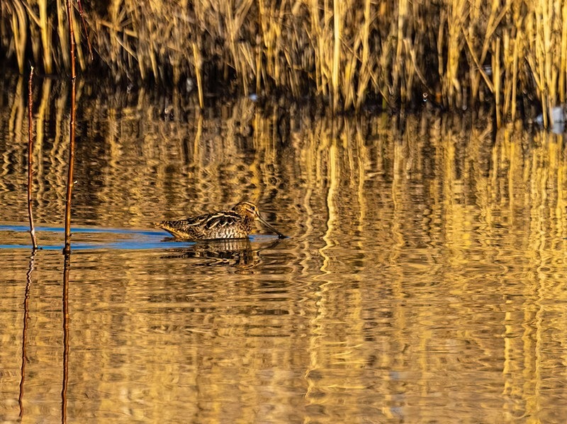 Common Snipe - Snipes and woodcocks