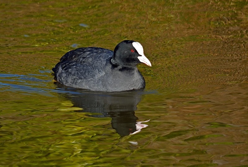 Coot - Crakes and rails