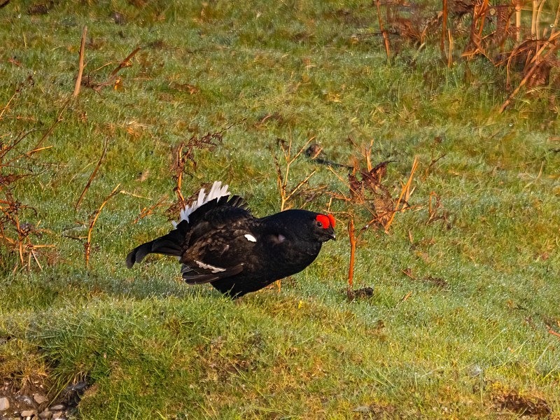 Black Grouse - Game birds