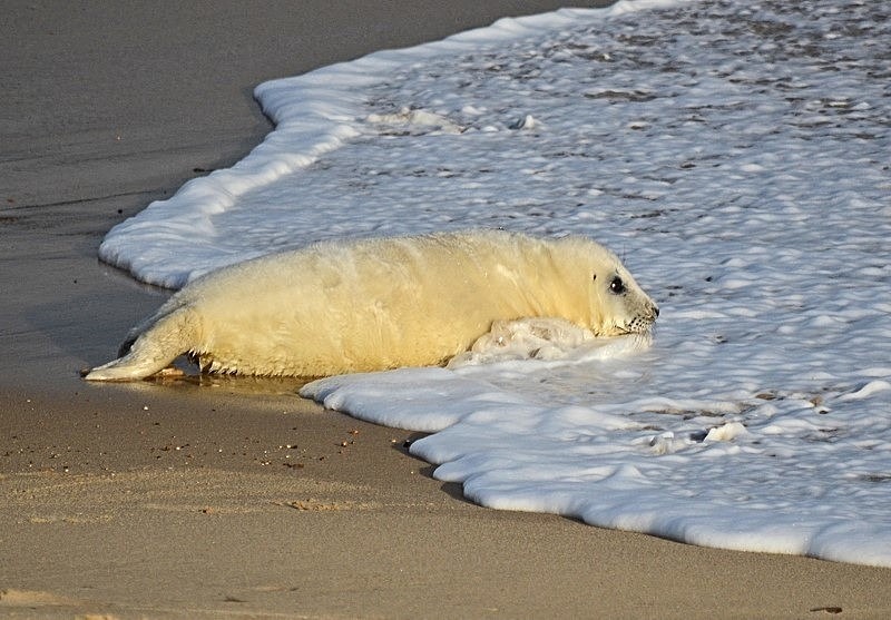 December 2018 - Atlantic Grey Seal - Photos of the month