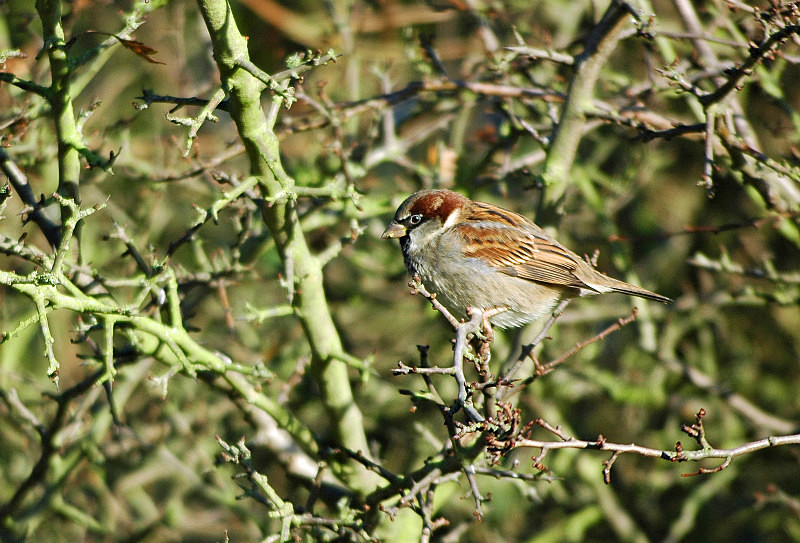 House Sparrow - Sparrows