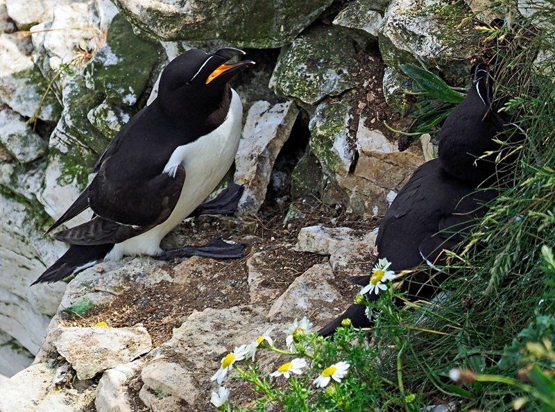 Razorbill - Auks
