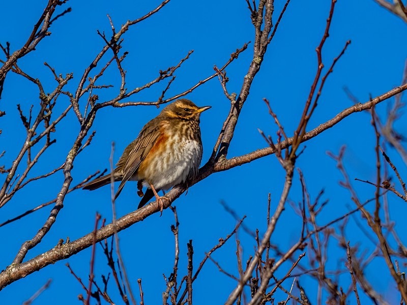 Redwing - Thrushes