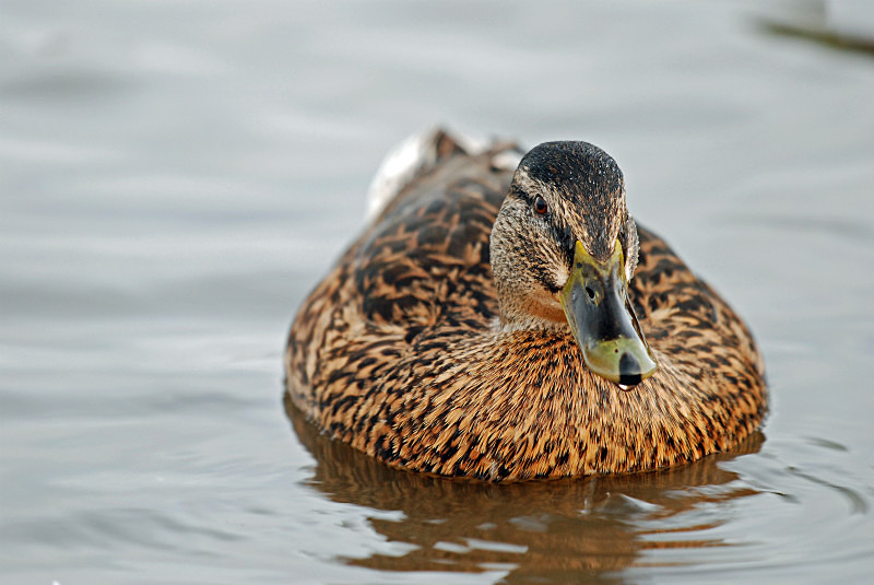 Mallard - Dabbling ducks