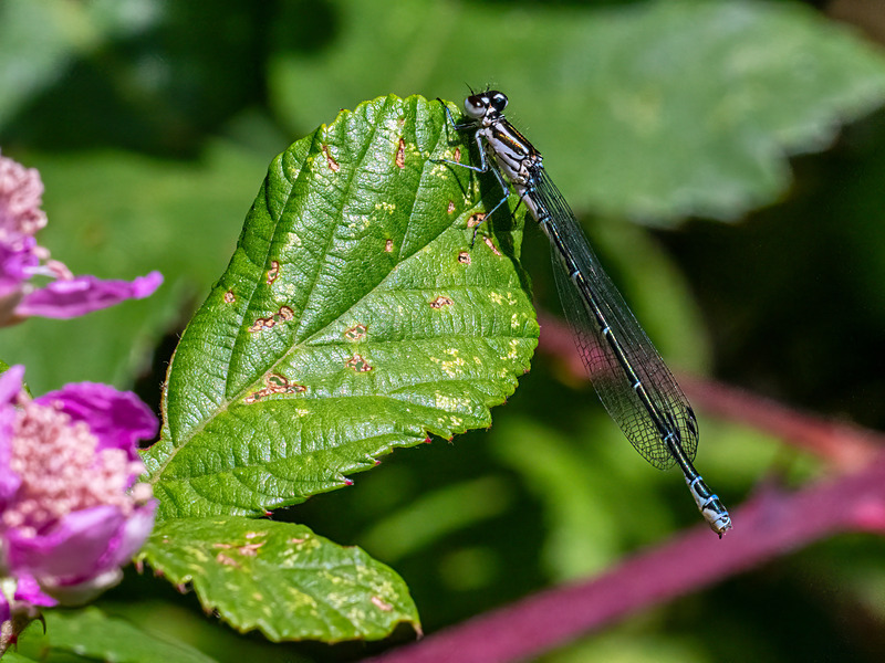 Azure Damselfly - Latest photos