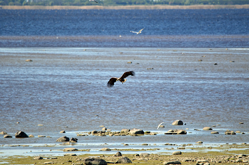 White-tailed Eagle - Estonia