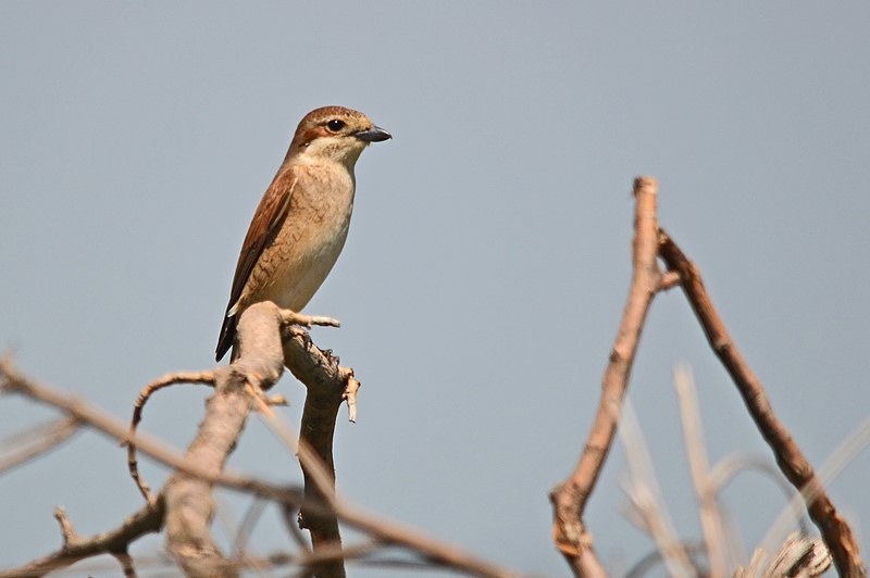 Red-backed Shrike - Bulgaria