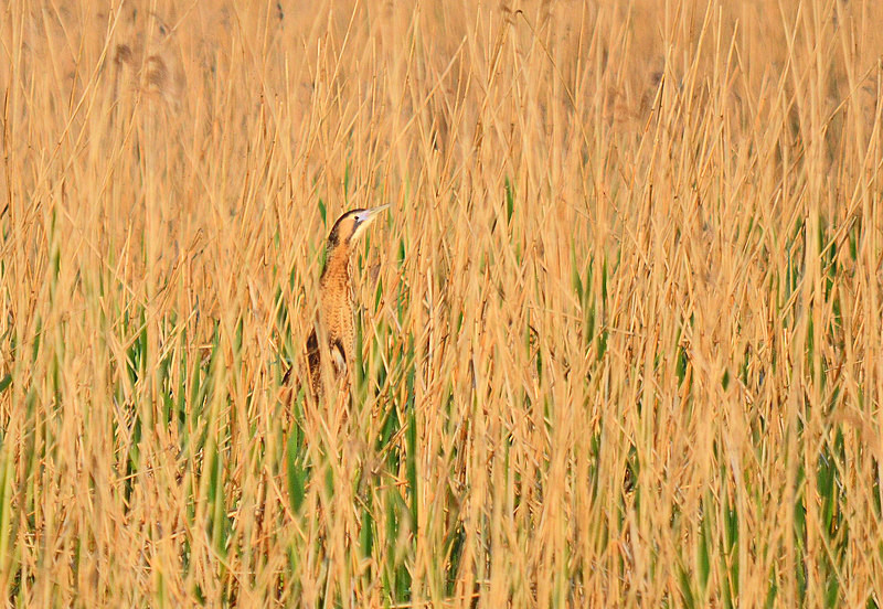 Bittern - Herons and egrets