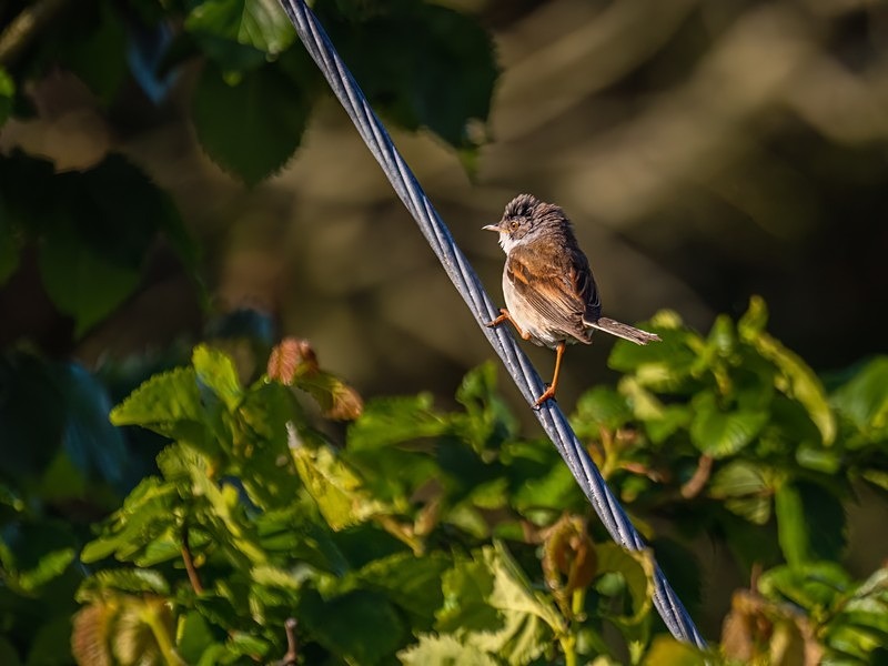 Common Whitethroat - Warblers