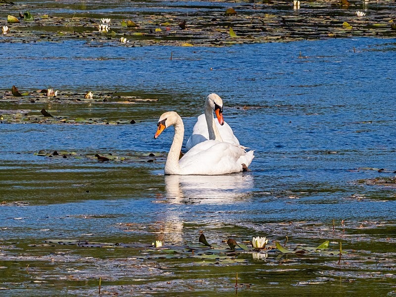 Mute Swans - Mute Swans