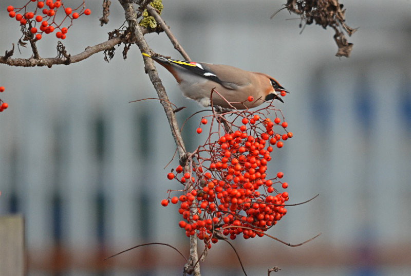 Waxwing - Waxwings
