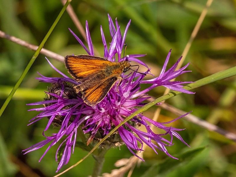 Essex Skipper - Butterflies