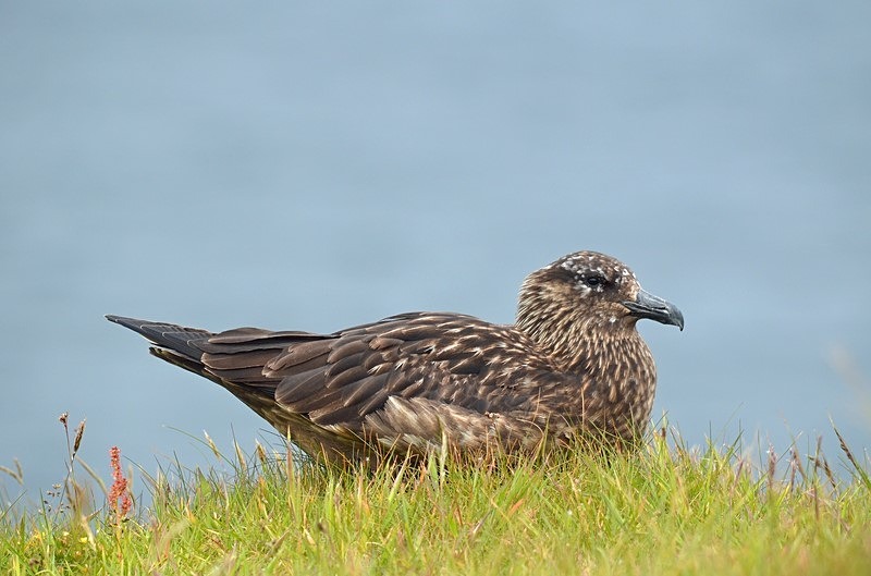 Great Skua - Skuas and shearwaters