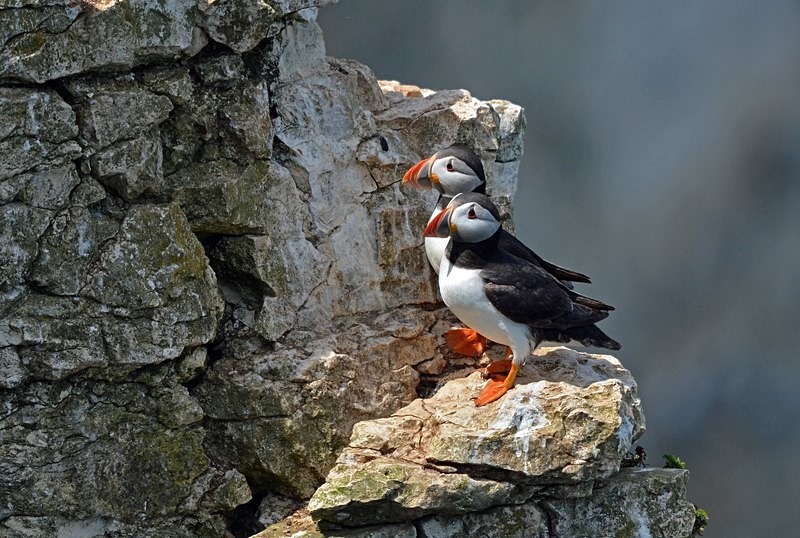 Puffins - Puffins